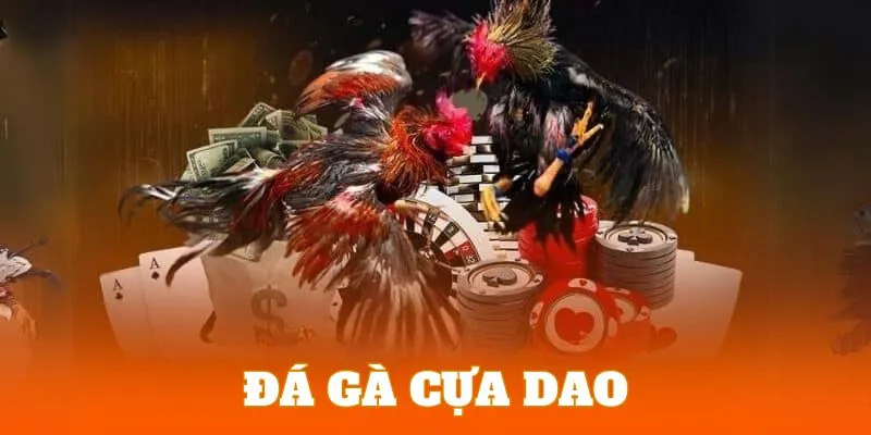 Đấu gà cựa dao lựa chọn được ưu tiên hàng đầu